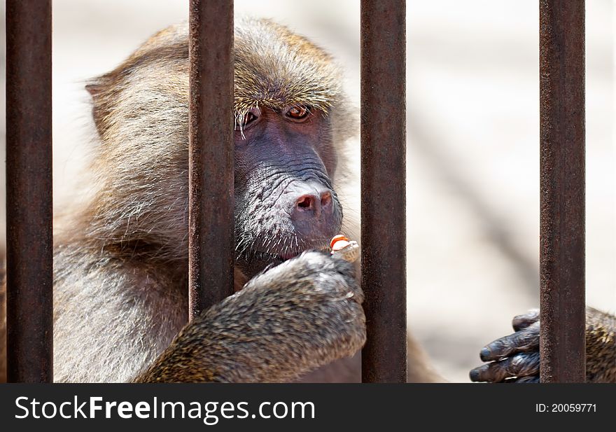 A monkey behind bars eating a peanut. A monkey behind bars eating a peanut