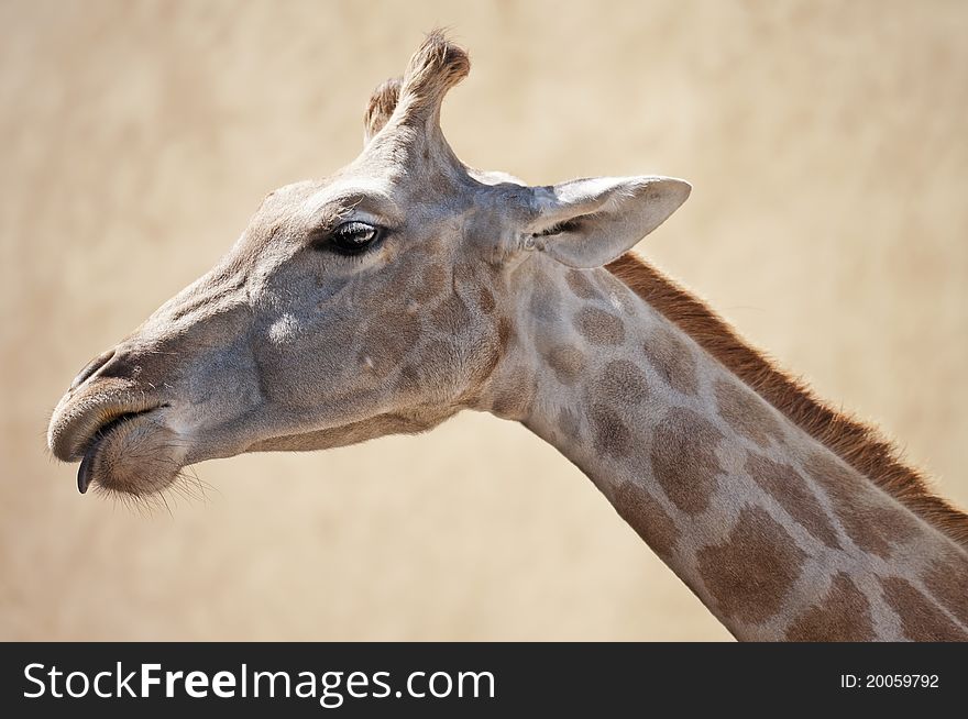 A giraffe head  looking down