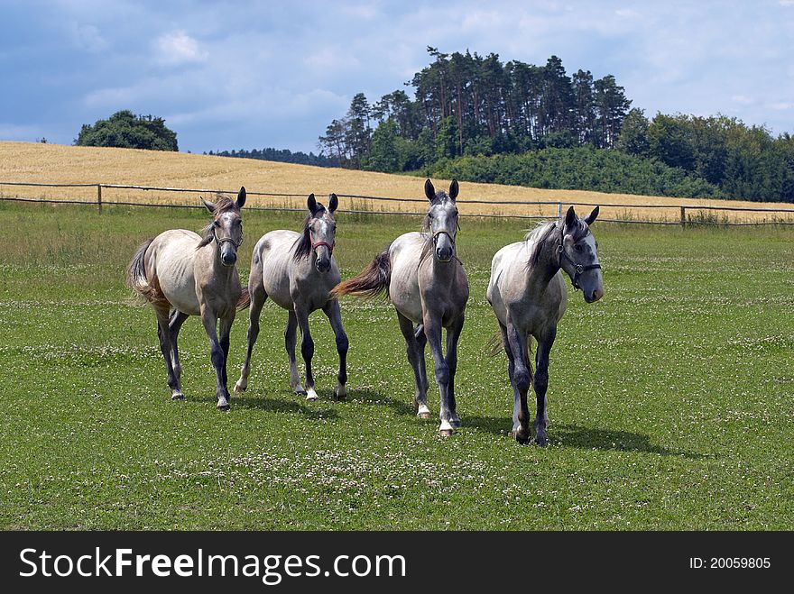 Four horses on the farm. Four horses on the farm