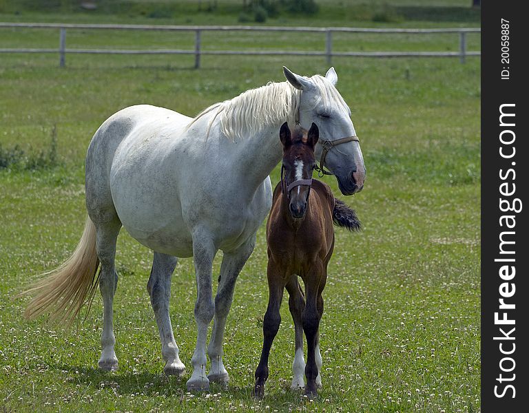 Two horses on the farm