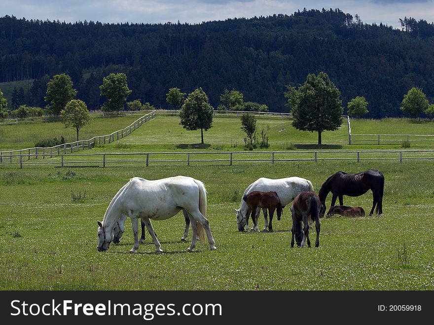 Young horses on the farm