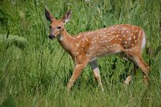 Whitetail Fawn Stock Images Whitetail Fawn Stock Images