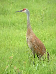 Sandhill Crane Royalty Free Stock Photos Sandhill Crane Royalty Free Stock Photos