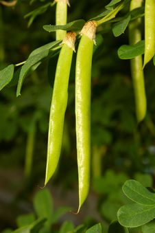Green Seed Pods Hanging From Stem Royalty Free Stock Image Green Seed Pods Hanging From Stem Royalty Free Stock Image