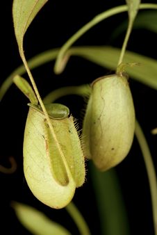 A Pair Of Monkey Cups - Nepenthes Sp Stock Photos A Pair Of Monkey Cups - Nepenthes Sp Stock Photos