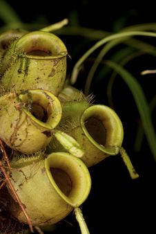 Floor Dwelling Monkey Cups - Nepenthes Sp. Royalty Free Stock Image Floor Dwelling Monkey Cups - Nepenthes Sp. Royalty Free Stock Image