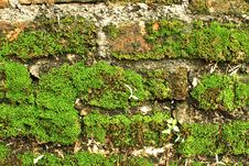 Moss Royalty Free Stock Photography