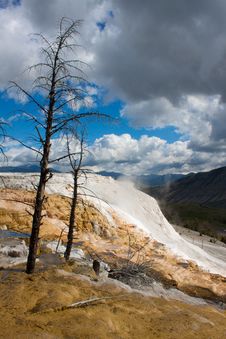 Dead Trees At Mammoth Hot Springs, Yellowstone Royalty Free Stock Photo