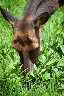 Young Fawn Deer Head, Doe Grass Feeding Stock Images