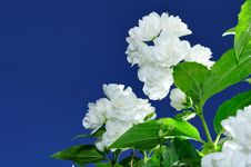 Jasmine Flowers Against Blue Sky Background Royalty Free Stock Images