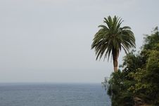 Palm And Sea Over Santa Cruz De La Palma, La Palma Stock Photo Palm And Sea Over Santa Cruz De La Palma, La Palma Stock Photo