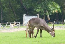 Deer Stock Photography