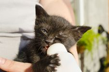 Black Kitten Royalty Free Stock Photography