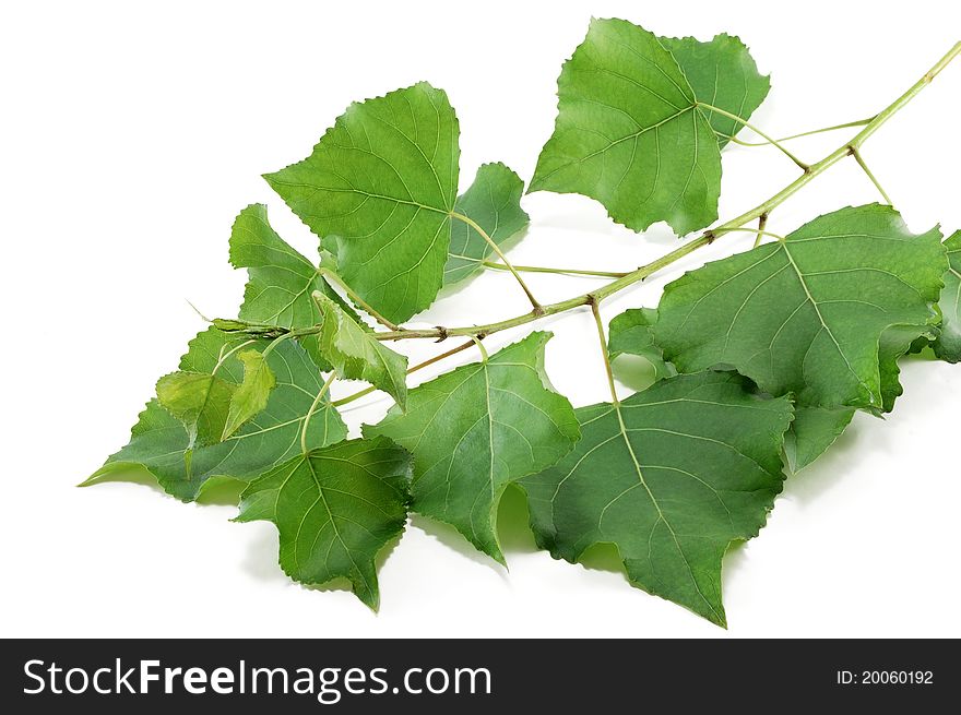 Branch Poplar Trees With Green Leaves