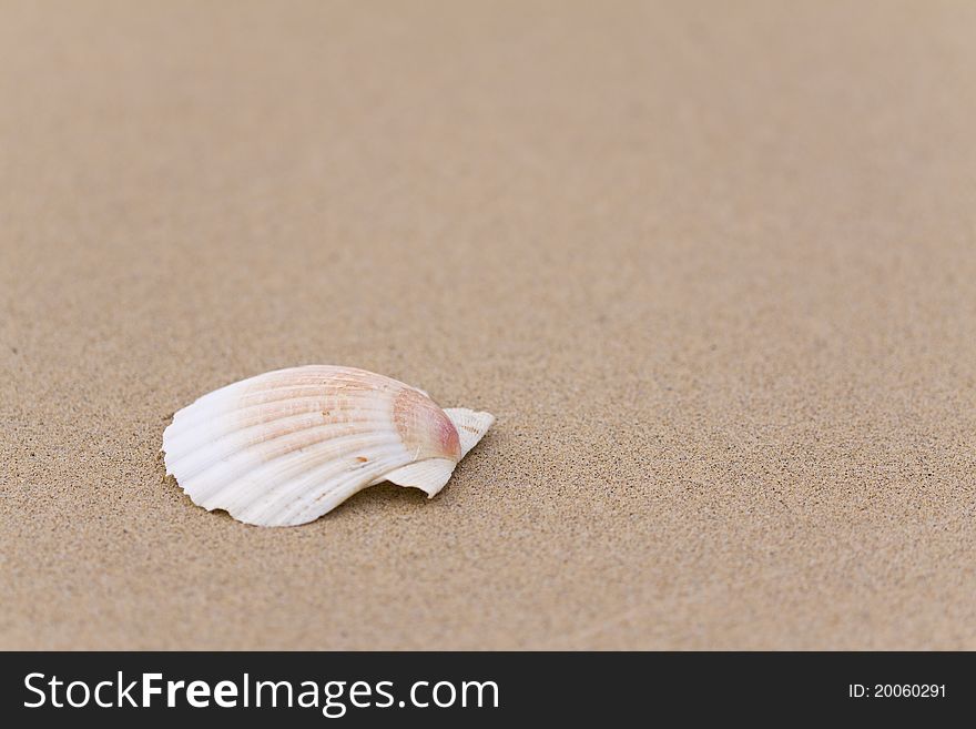 Focus on the small seashell at the beach. Focus on the small seashell at the beach
