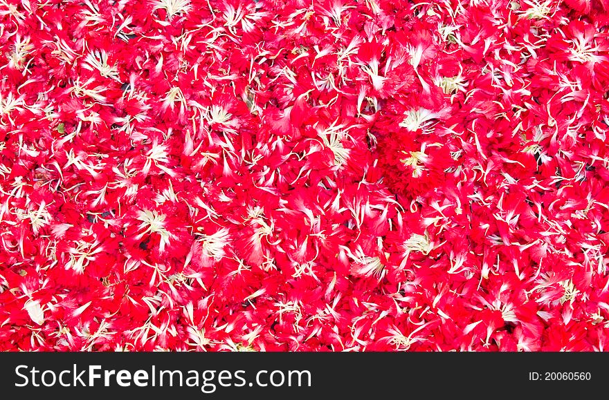 Background of red carnation petals. Background of red carnation petals