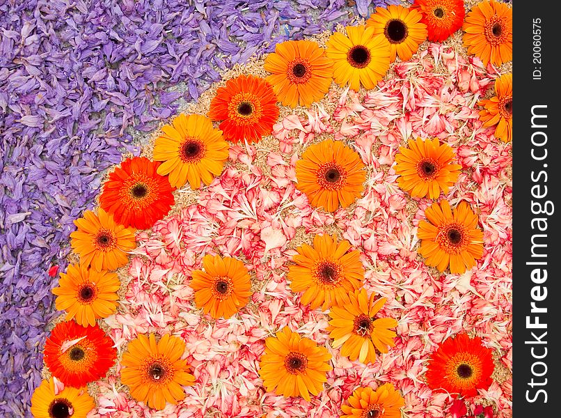 Backgrouns of orange daisies and petals. Backgrouns of orange daisies and petals