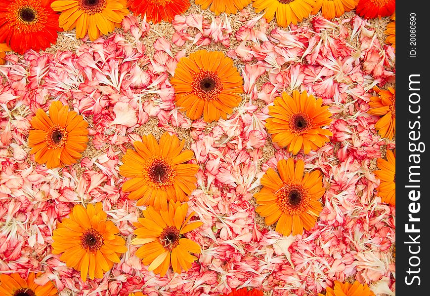 Backgrouns of orange daisies and petals. Backgrouns of orange daisies and petals