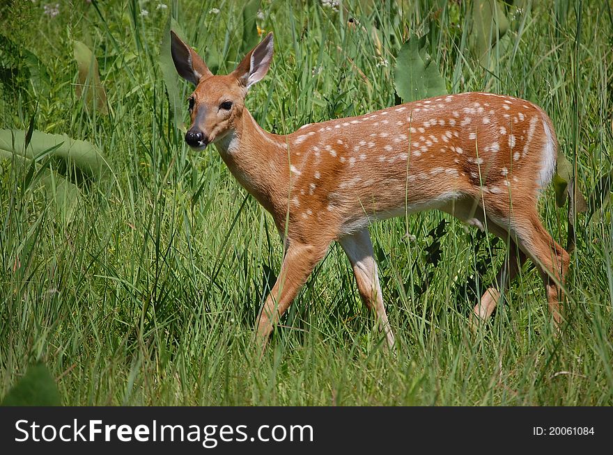 American Whitetail Deer Fawn searching for food in an open meadow. American Whitetail Deer Fawn searching for food in an open meadow.