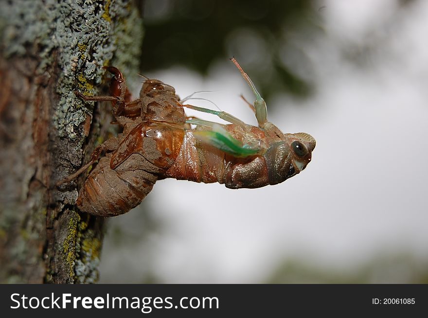 An adult cicada emerges from his larval skin after spending years underground. An adult cicada emerges from his larval skin after spending years underground.