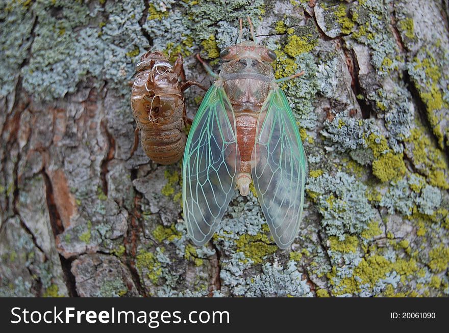 An adult cicada rests next to its cast larval skin. An adult cicada rests next to its cast larval skin.
