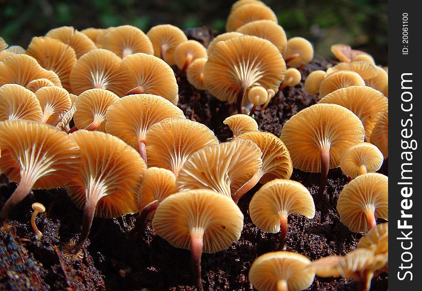 This tiny mushroom(Xeromphalota campanella)often shows up in large numbers in late summer growing on dead wood. This tiny mushroom(Xeromphalota campanella)often shows up in large numbers in late summer growing on dead wood.