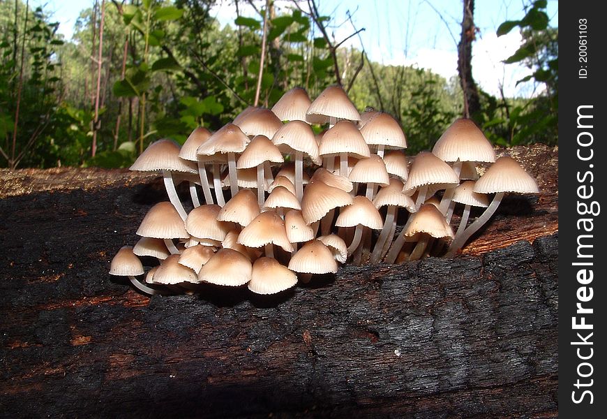 Mycena galericulata grows on dead wood in large clusters. Mycena galericulata grows on dead wood in large clusters.