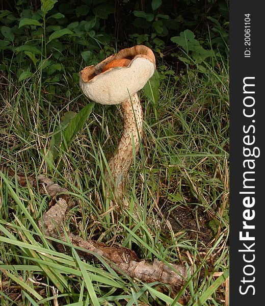 This edible mushroom has pores rather than gills. This edible mushroom has pores rather than gills.