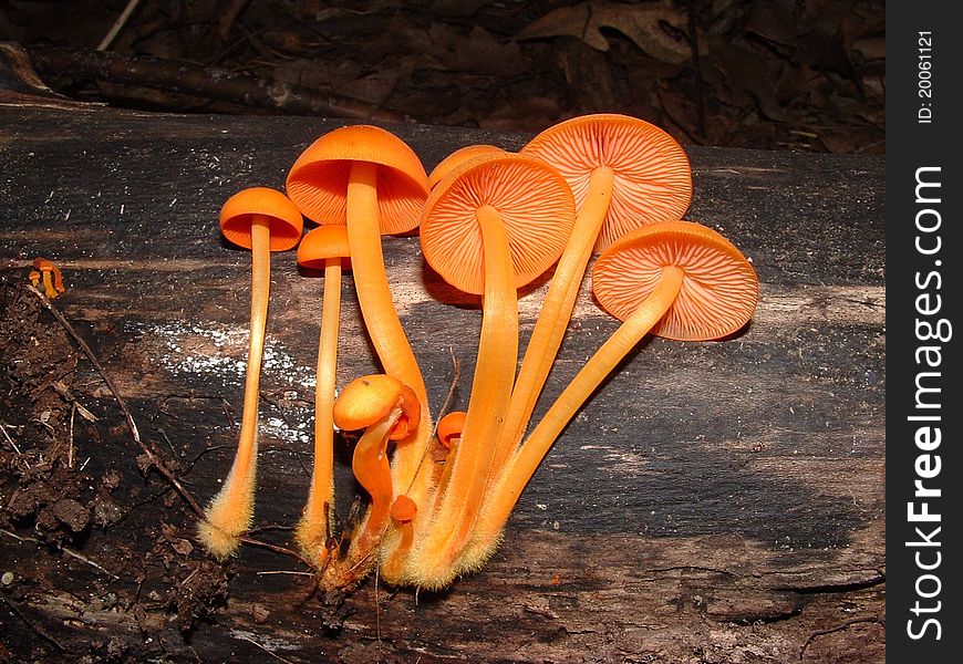 Orange Mycena Mushroom