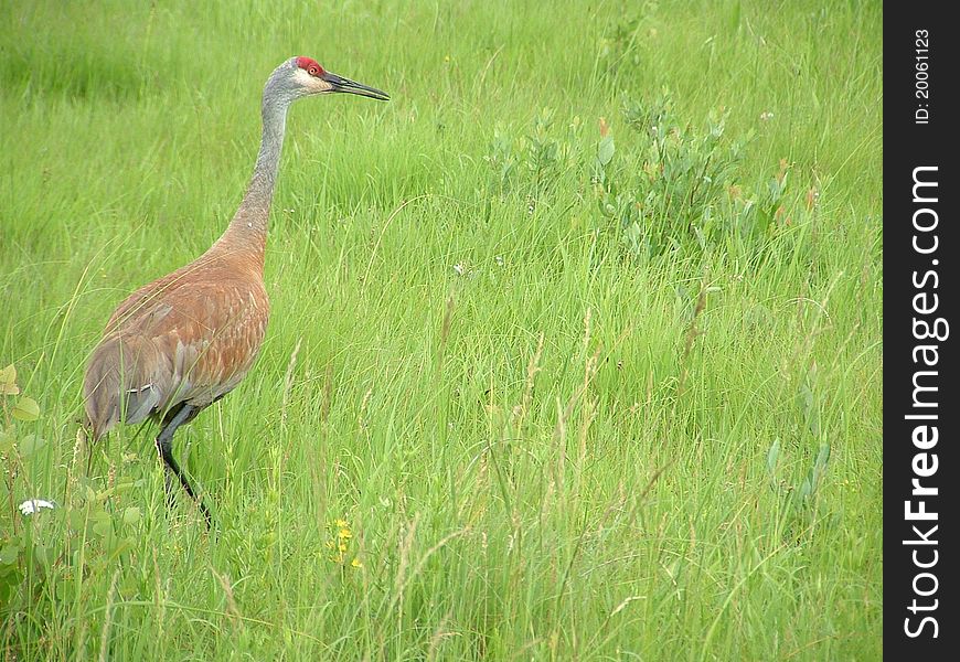 Sandhill Crane searching for food.