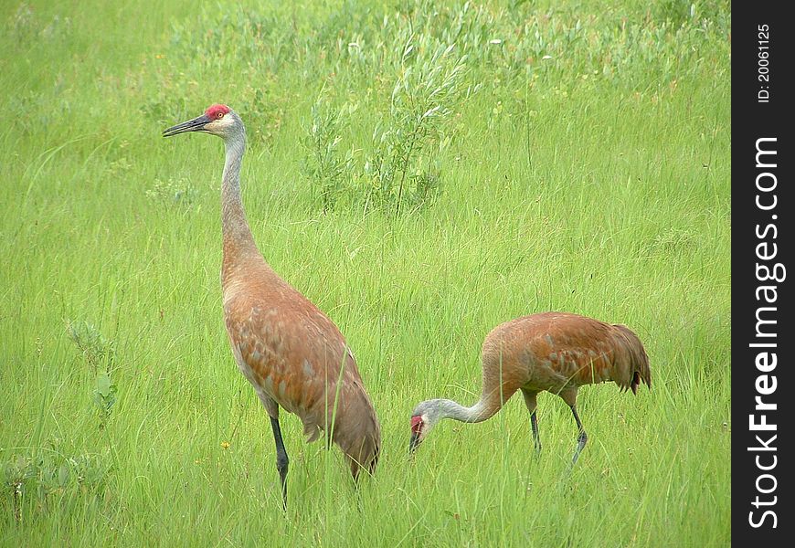 Sandhill Cranes searching for food.