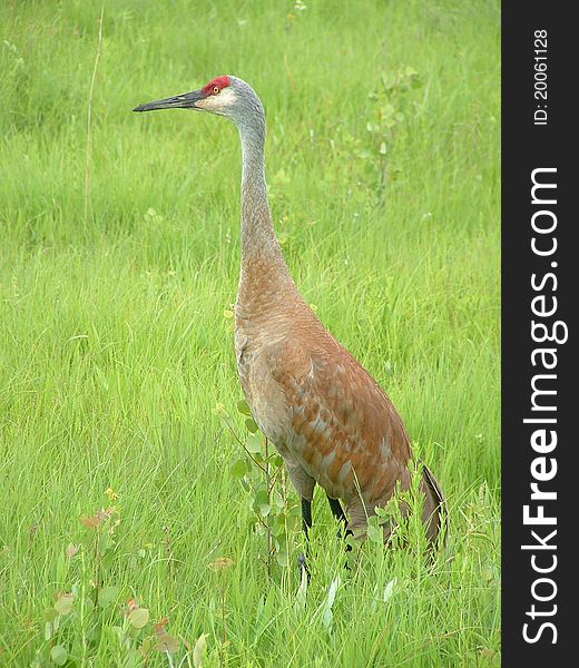 Sandhill Crane searching for food.