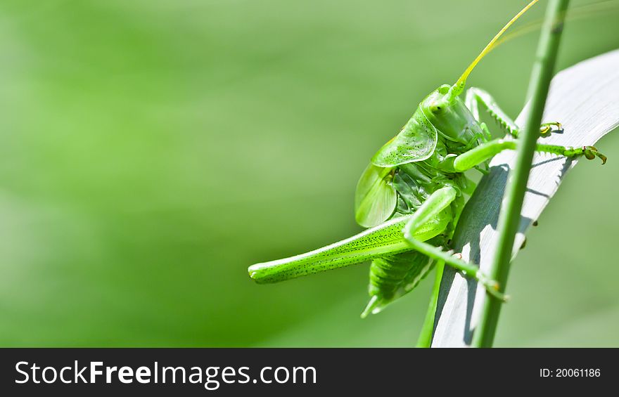 Macro photo of green grasshopper sitting on the grass