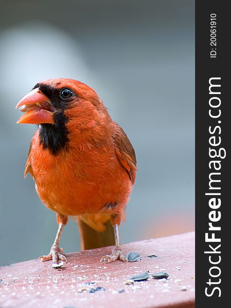 Closeup of cardinal feeding on sunflower seeds