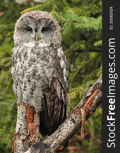 A grey owl poses for it's portrait. A grey owl poses for it's portrait