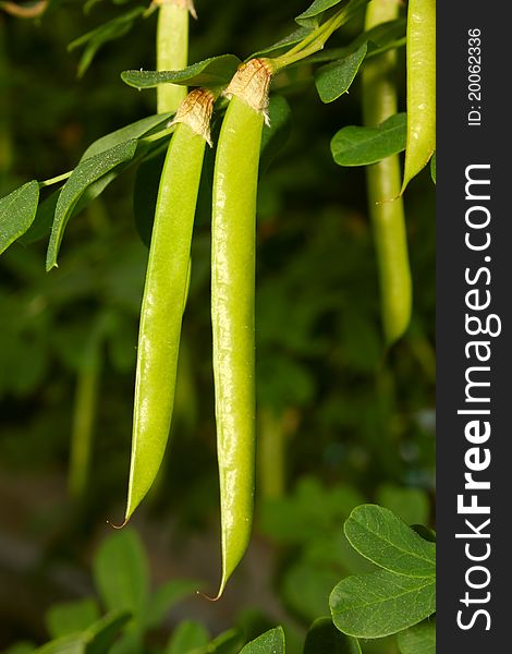 Green Seed Pods Hanging From Stem