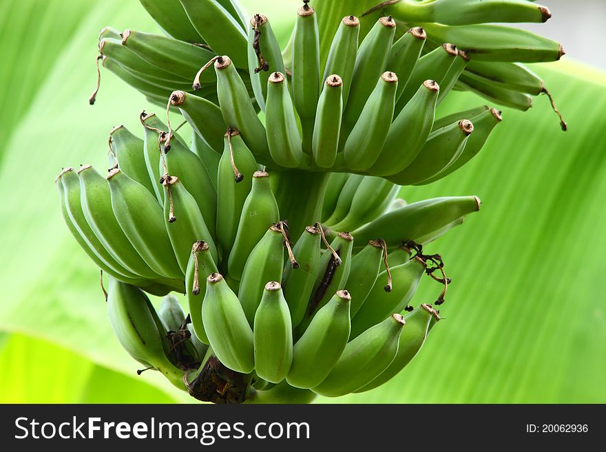 Bunch of green bananas on banana tree