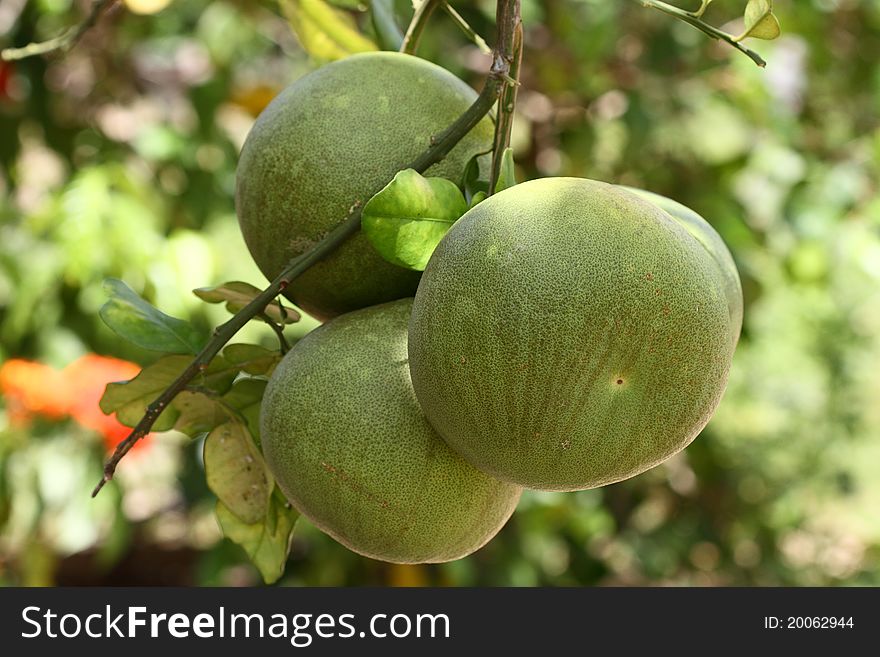 Unripe green grapefruit hanging from the tree