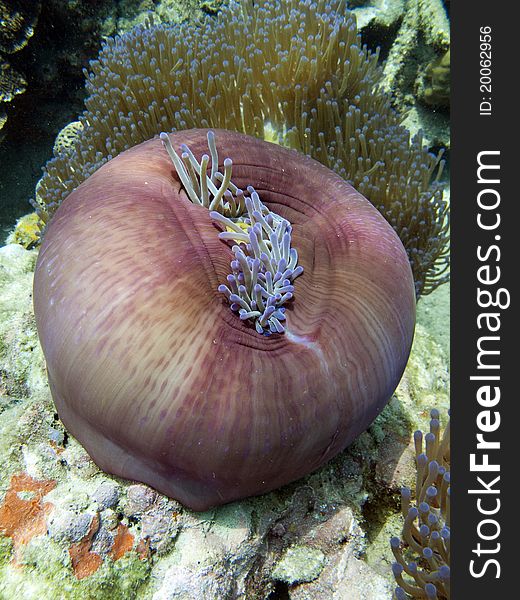 Magnificent Anemone - Heteractis magnifica Marine Life Tropical