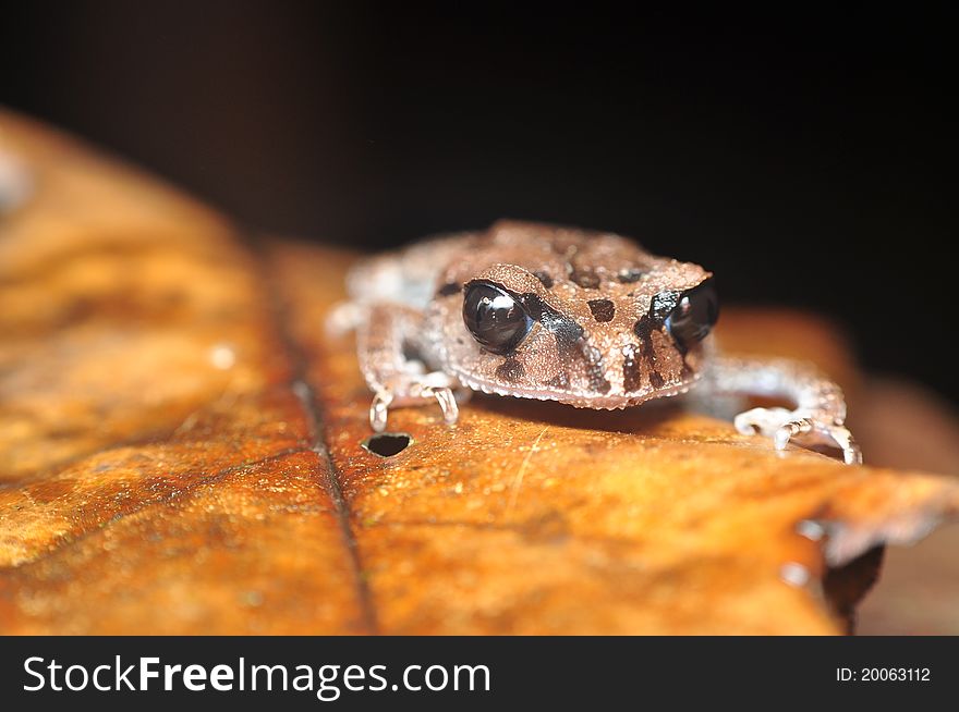 A beautiful frog resting on a dry leaf.