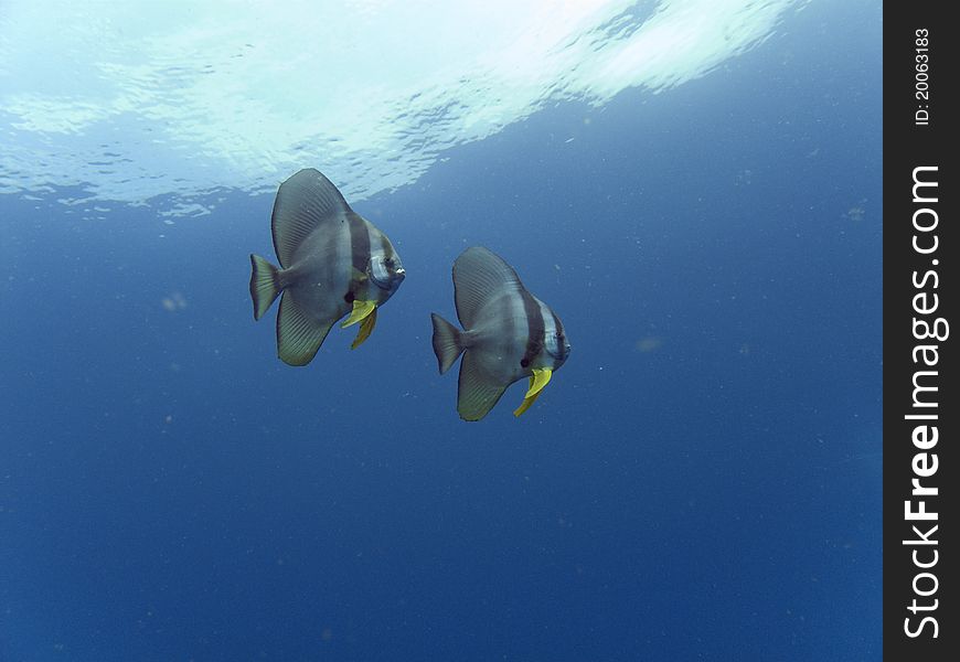 Longfin Batfish - Platax Teira