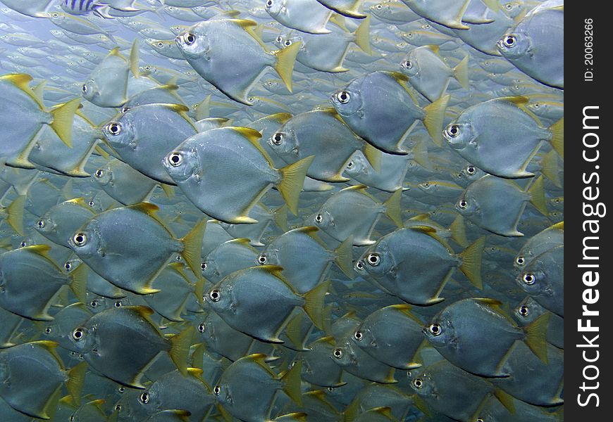 Sliver Batfish - Monodactylus argenteus