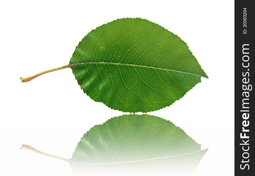 A leaf against a white background. A leaf against a white background