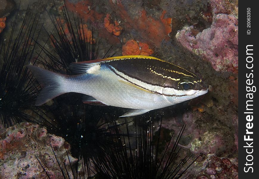 Bridled Monocle Bream - Scolopsis bilineatus Marine Life Tropical