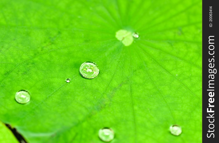 Water droplet on Lotus leaves