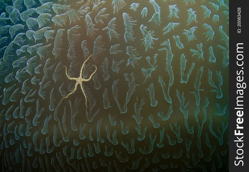 Brittle Star On Jellyfish