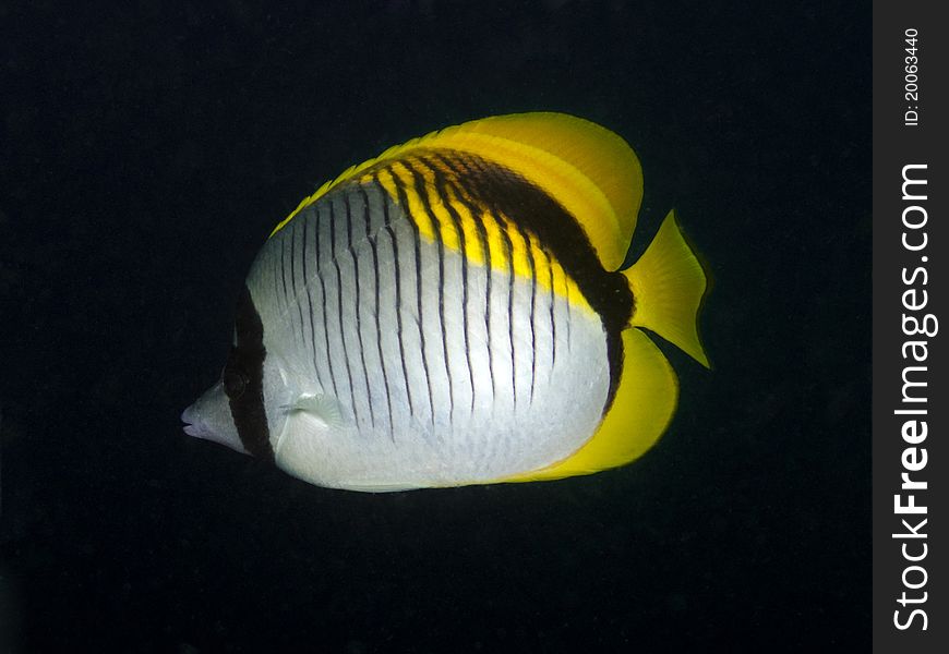 Lined Butterflyfish - Chaetodon Lineolatus