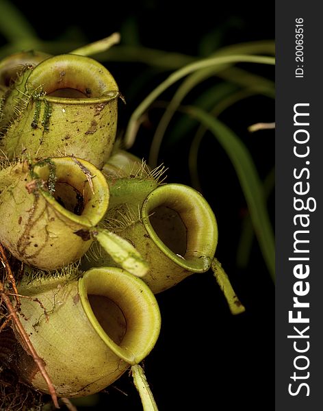 Floor Dwelling Monkey Cups - Nepenthes sp.