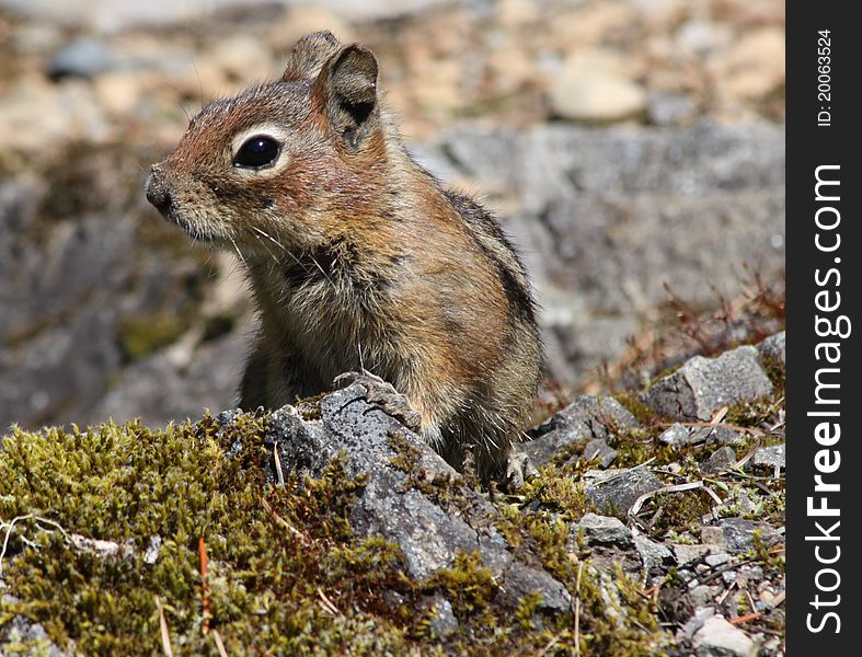 Chipmunk standing on top of a mossy rock.