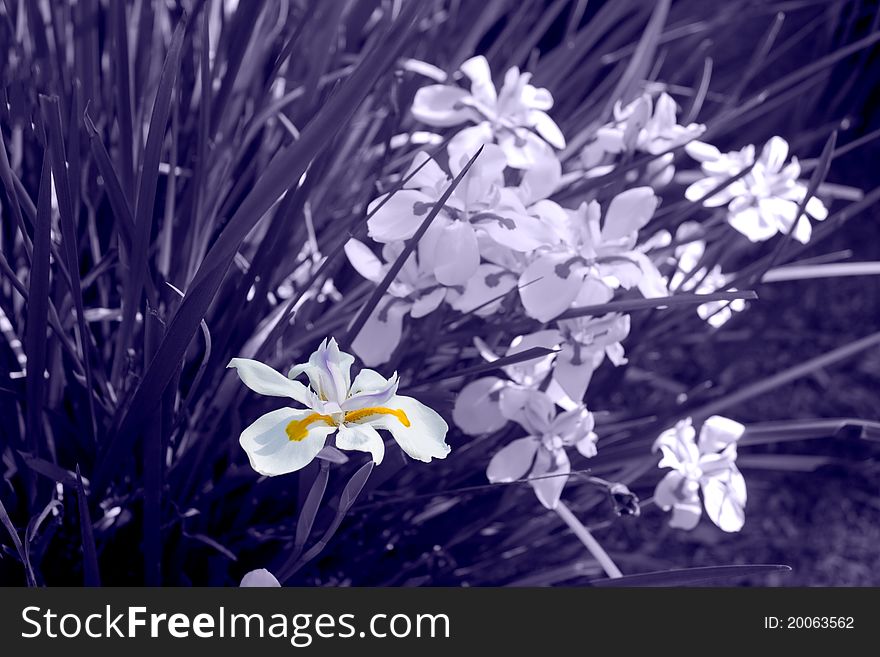 A colorful white iris stands out from a cluster on a lavender tinted background. A colorful white iris stands out from a cluster on a lavender tinted background.